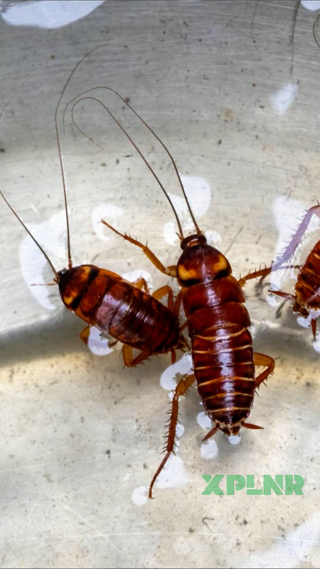 Why are cockroaches invincible?