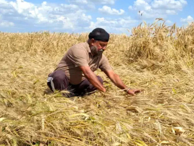 Centre relaxes wheat procurement norms for Punjab to counter rain damage