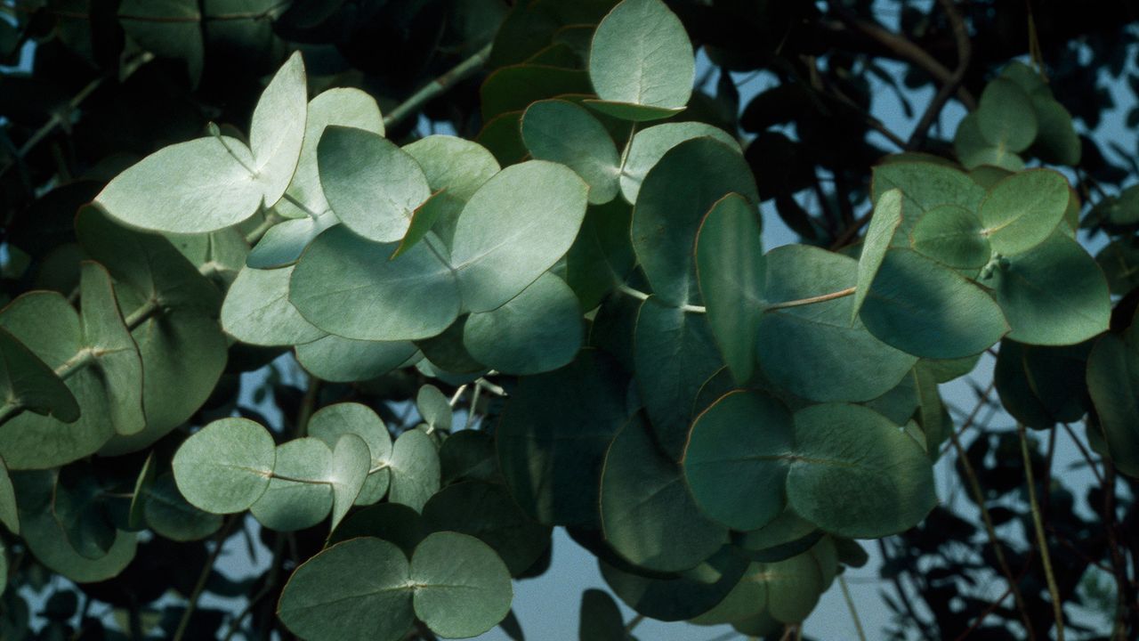 Experts warn not to plant this invasive tree in your yard, but I’ve ...