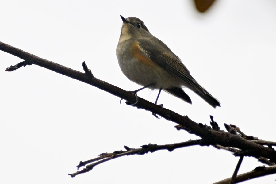 Virginia Department of Wildlife Resources launches updated Virginia Bird Atlas website