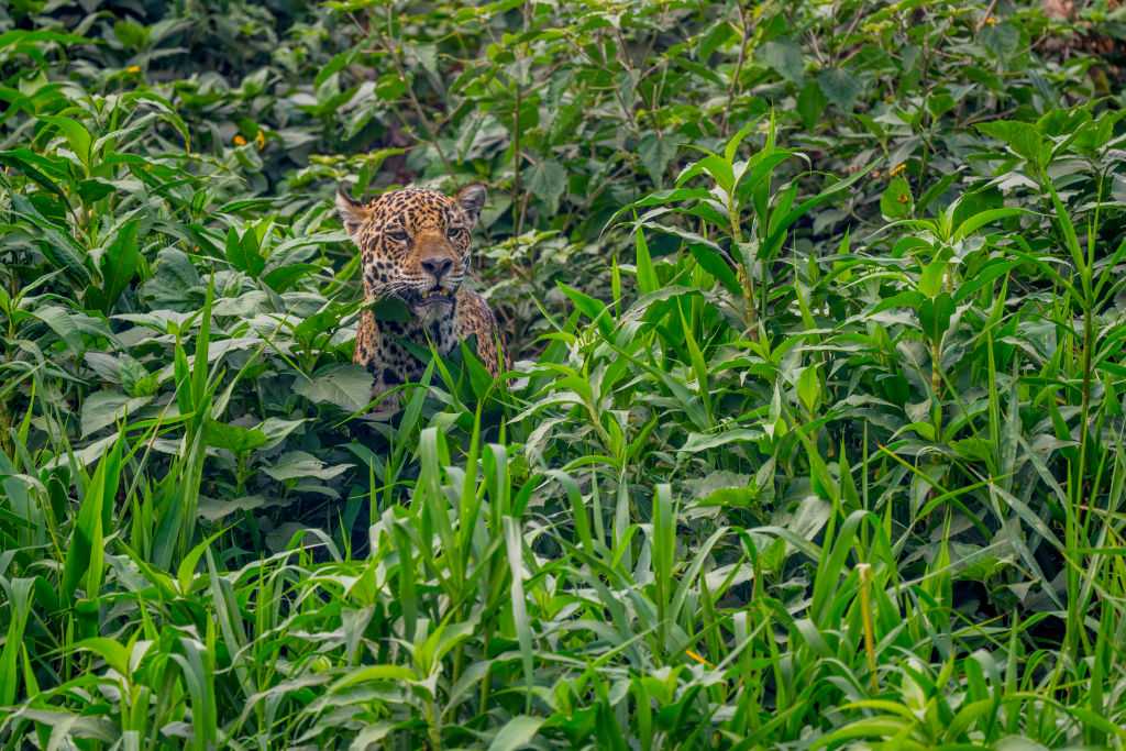 Near-mythical 'cloud jaguar' spotted for first time in 10 years
