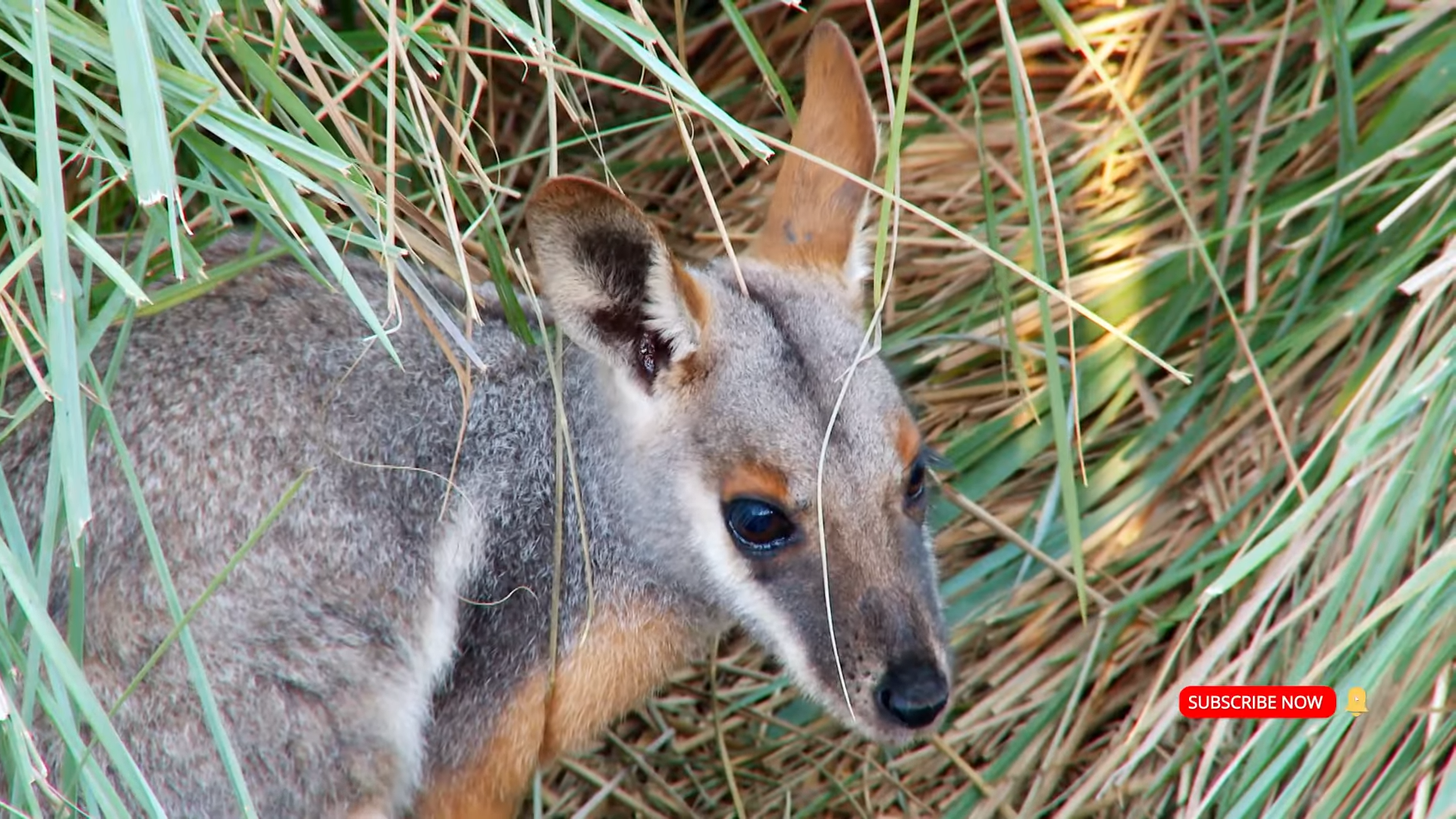 This tiny wallaby’s fight for survival will change how you see animals ...