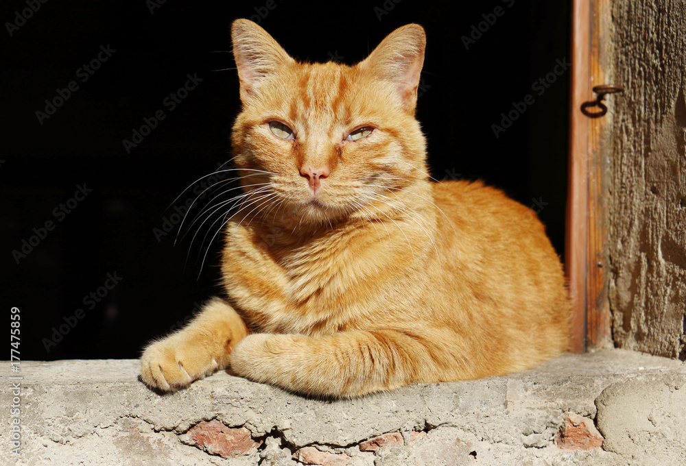 Postino adotta il gatto rosso che vedeva ogni giorno alla finestra