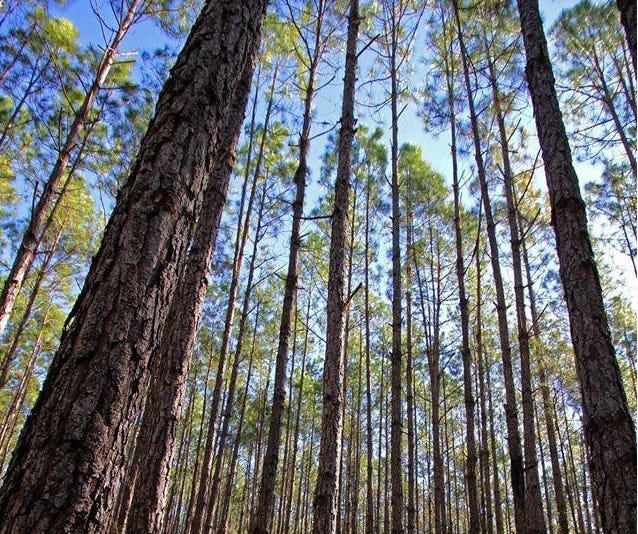Florida Wildlife Corridor launches Longleaf to Lighthouse expedition