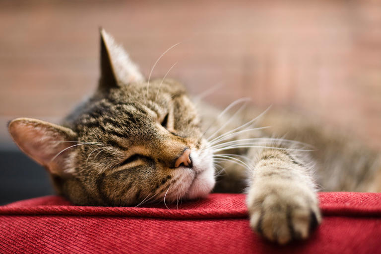 A los gatos no se les debe dejar mucho tiempo solos.