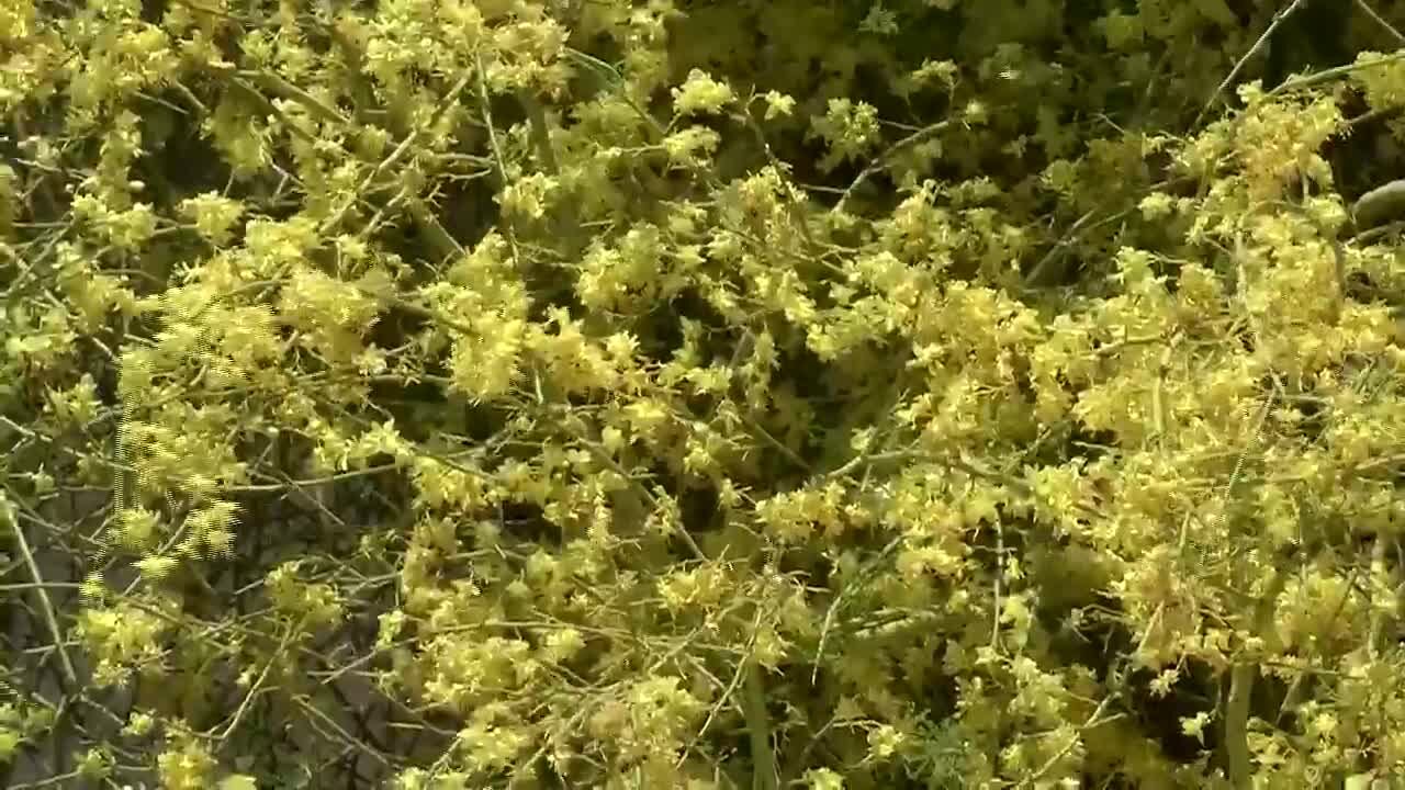 Tucson allergy season hits newcomers hard with desert pollen and mold
