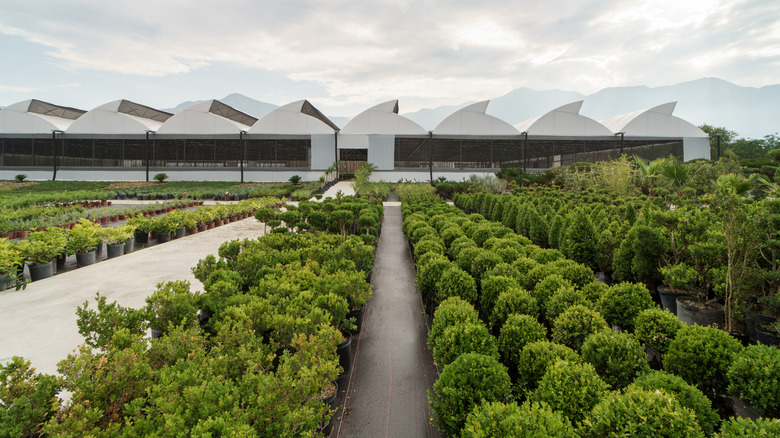 How To Place Shrubs In A Front Yard For The Most Aesthetically Pleasing Look