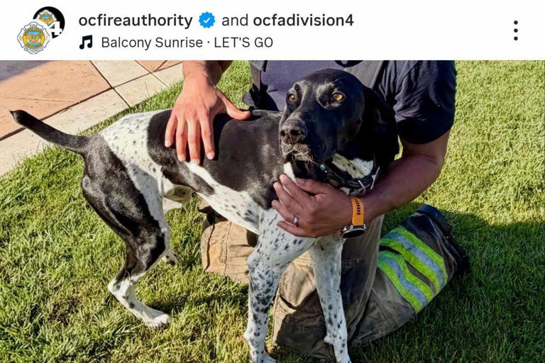 Hero dog's relentless barking at 4 a.m. alerts family to fully engulfed ...
