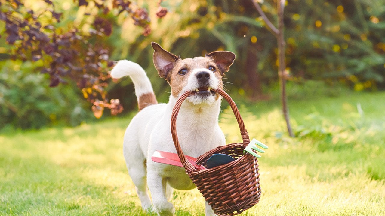 The ultimate spring cleaning checklist for dog owners
