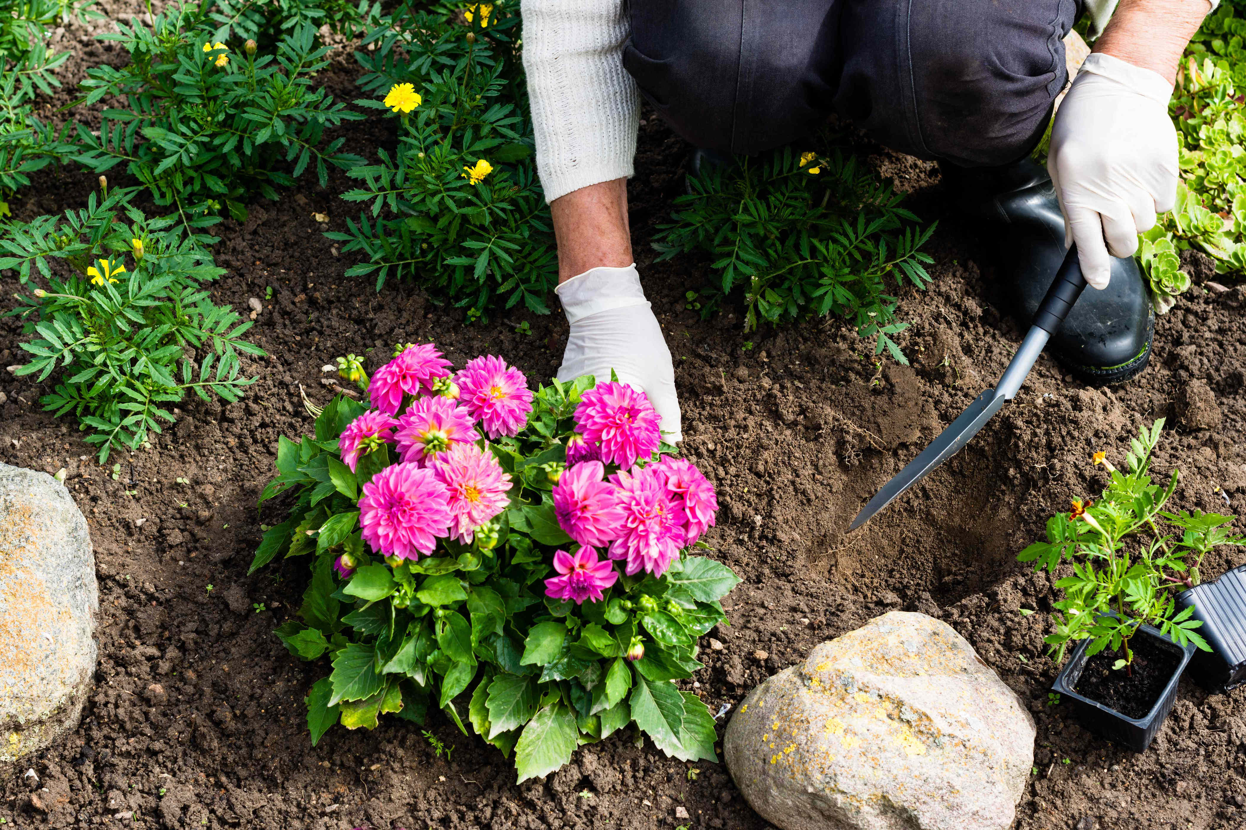 How to revive tired flower beds without starting from scratch