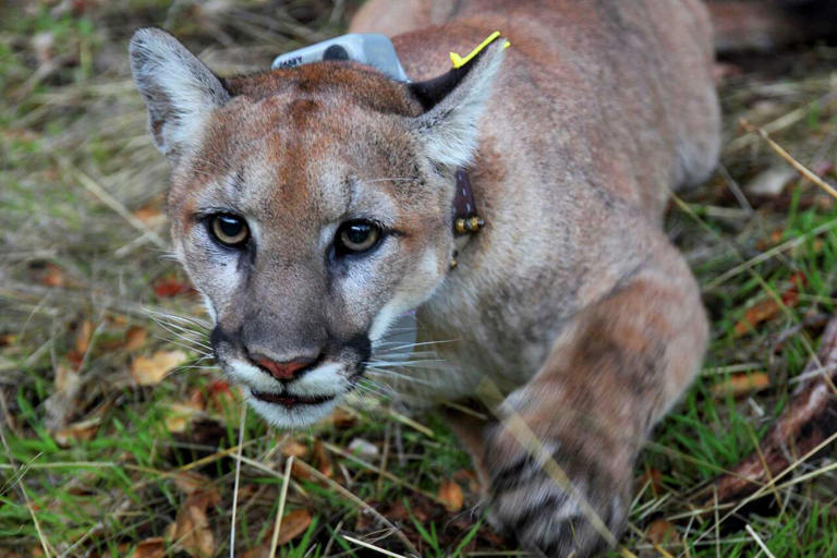Bobcat sighting surge across Connecticut in a conservation success ...