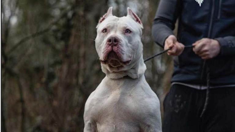 XL bully owner jailed after dog mauled pensioner to death