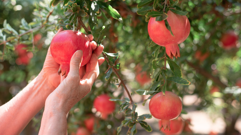 8-best-fruit-trees-to-grow-for-hot-and-dry-climates