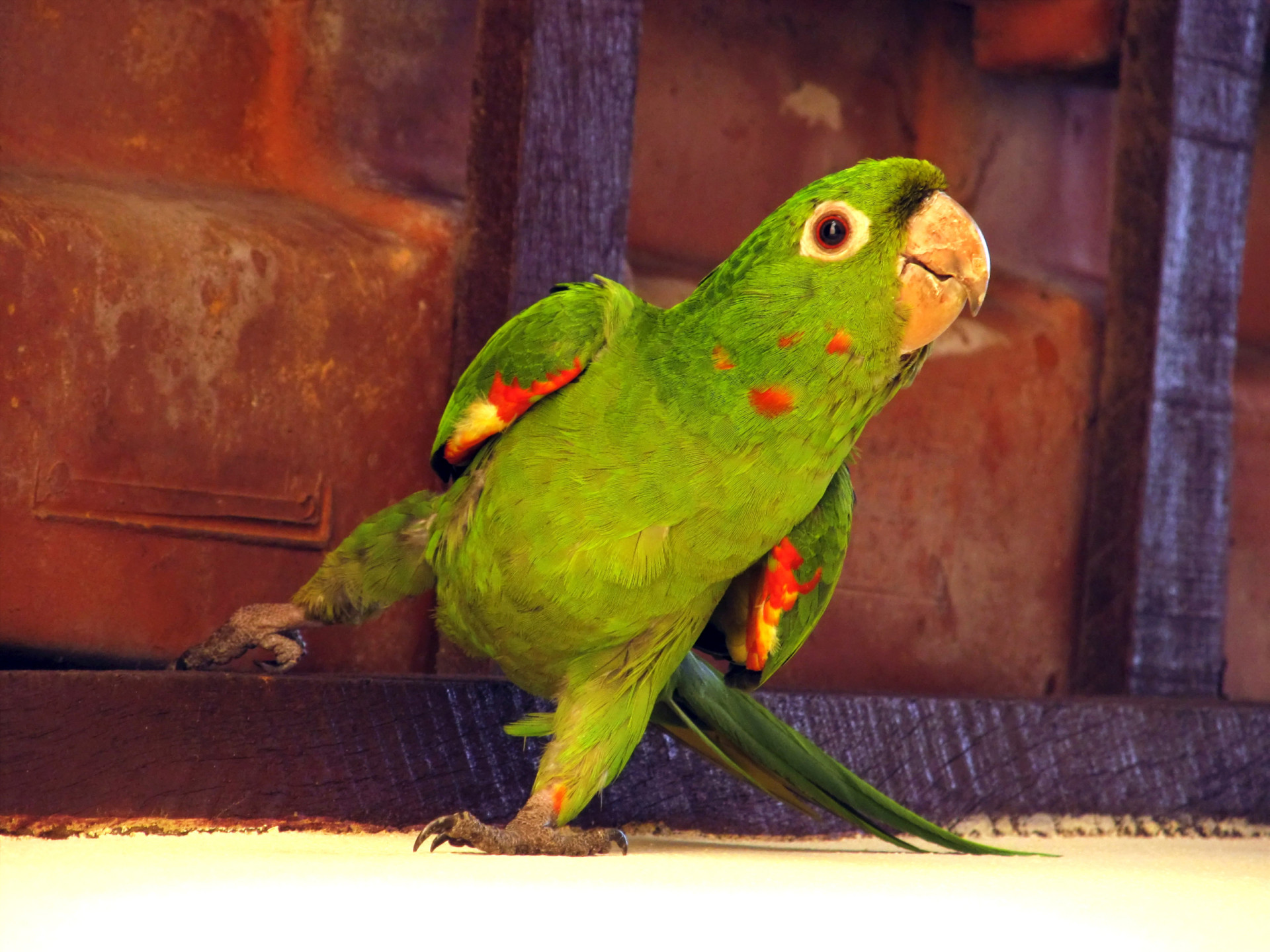 why-aren-t-mammals-as-colorful-as-other-animals
