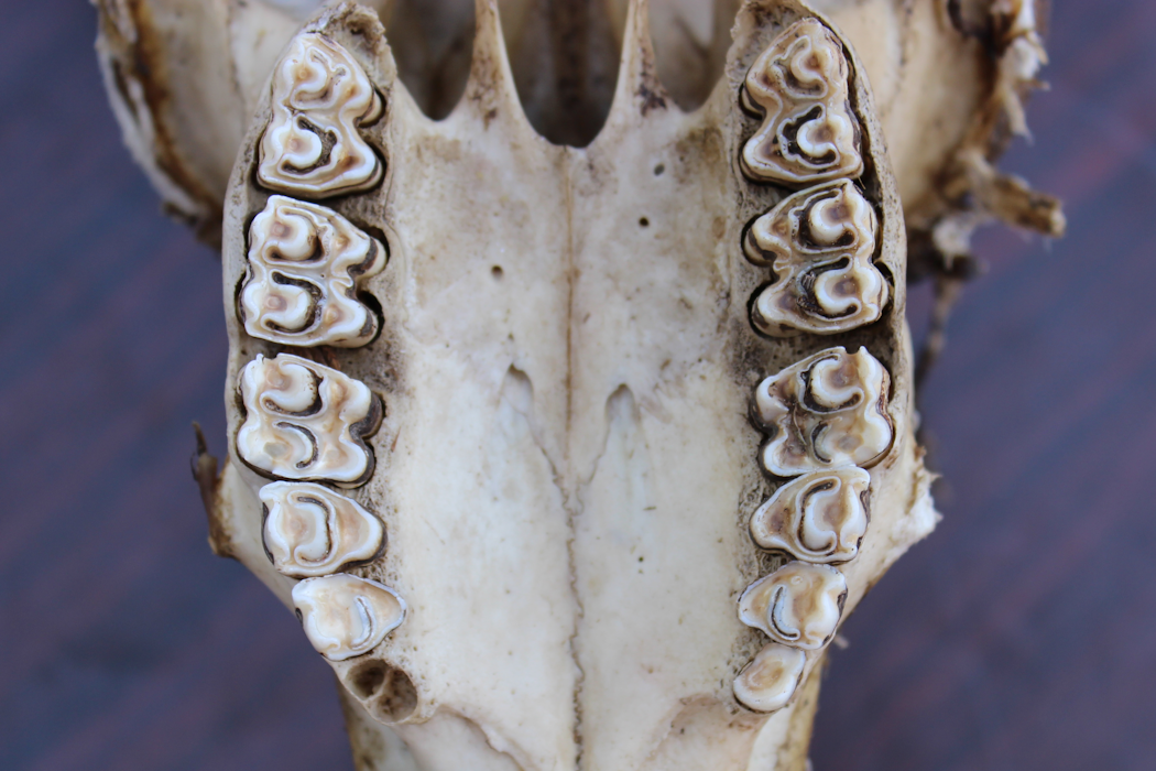 Ancient teeth reveal clues to the environment humans’ early ancestors ...