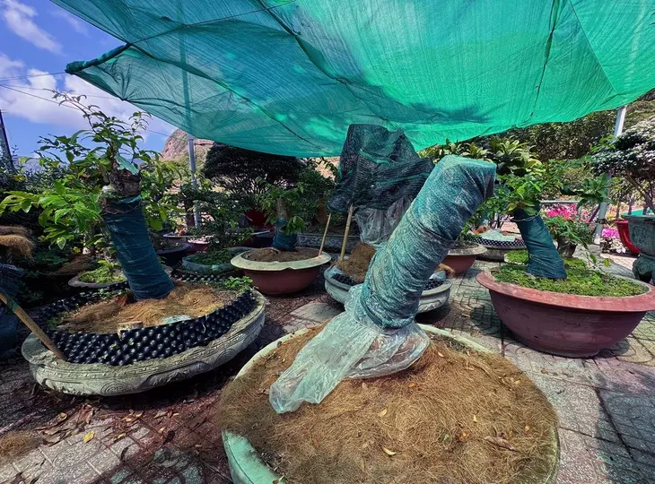 Người vi phạm vụ 42 gốc mai vàng ở Côn Đảo đã chấp hành xử phạt