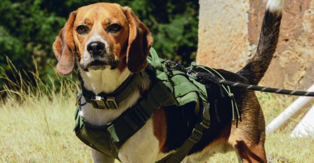 These 11 dogs can find anything – even what you thought was gone