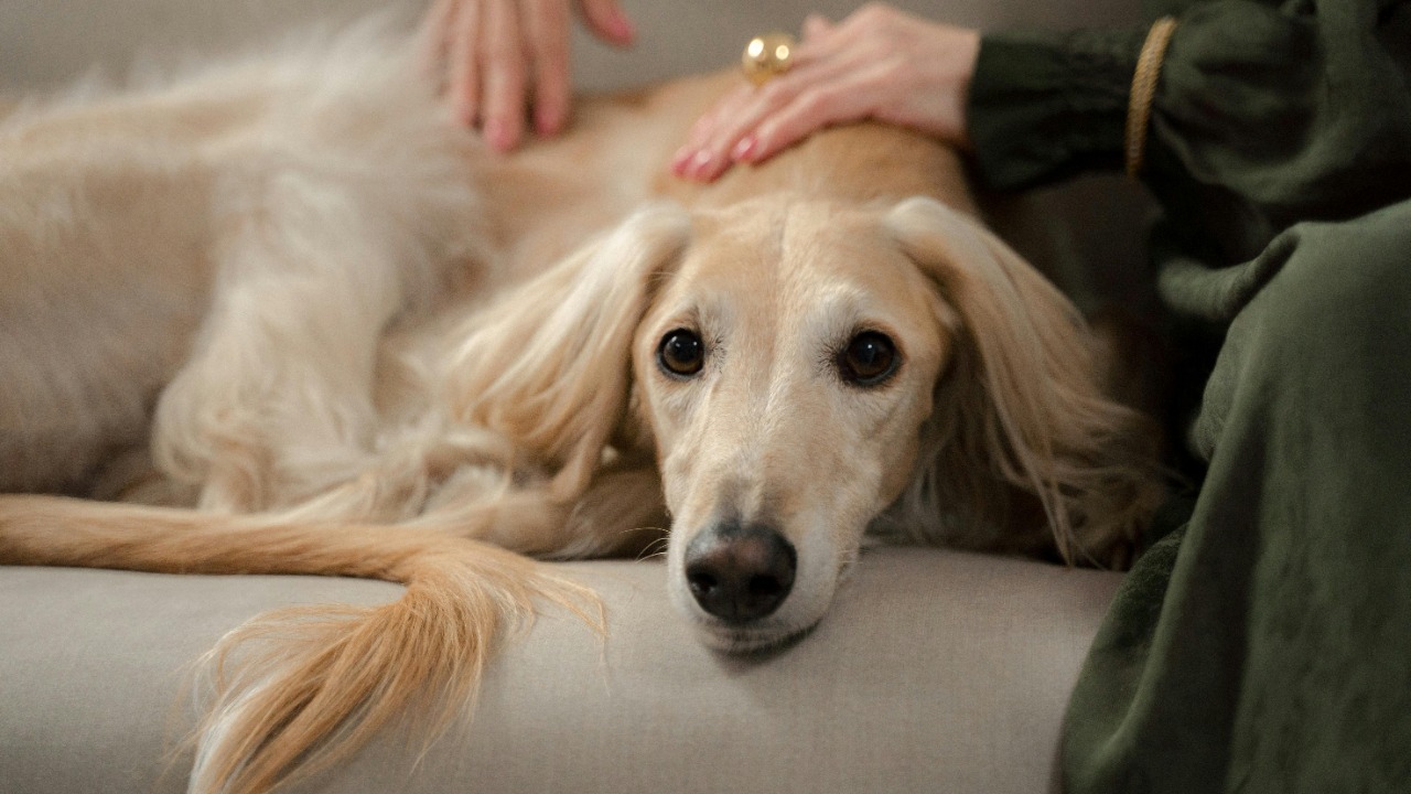 Study finds many dog owners miss subtle signs their pets are in pain