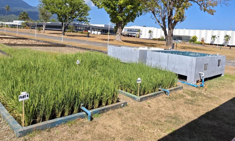 Using practical solutions: IRRI advances climate-smart rice productivity