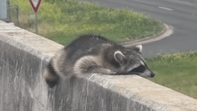 Injured raccoon rescued from I-35 in Round Rock makes full recovery ...