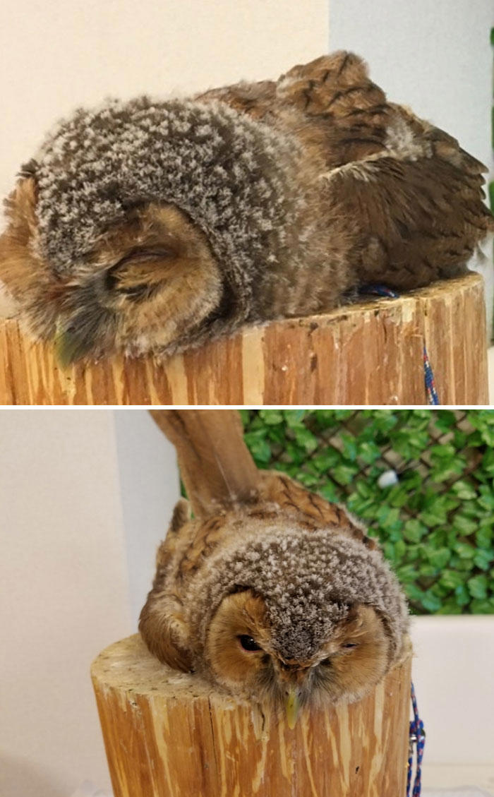 25 pics of owls sleeping face down that surprise people