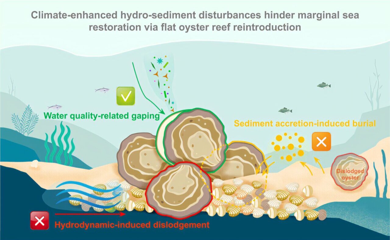 Want to restore oyster reefs? Find a site where they don't wash away or ...