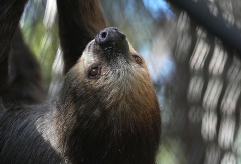 Florida suspends imports of sloths following Sloth World controversy