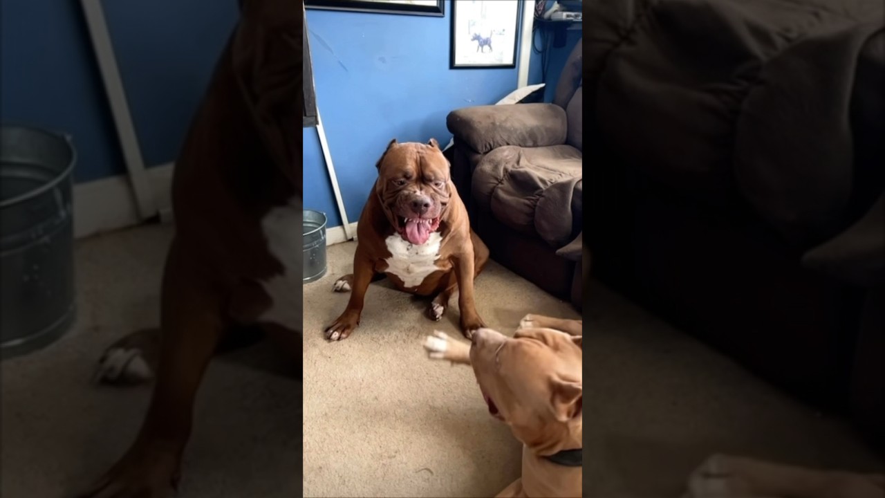 This dog is clearly not playing around