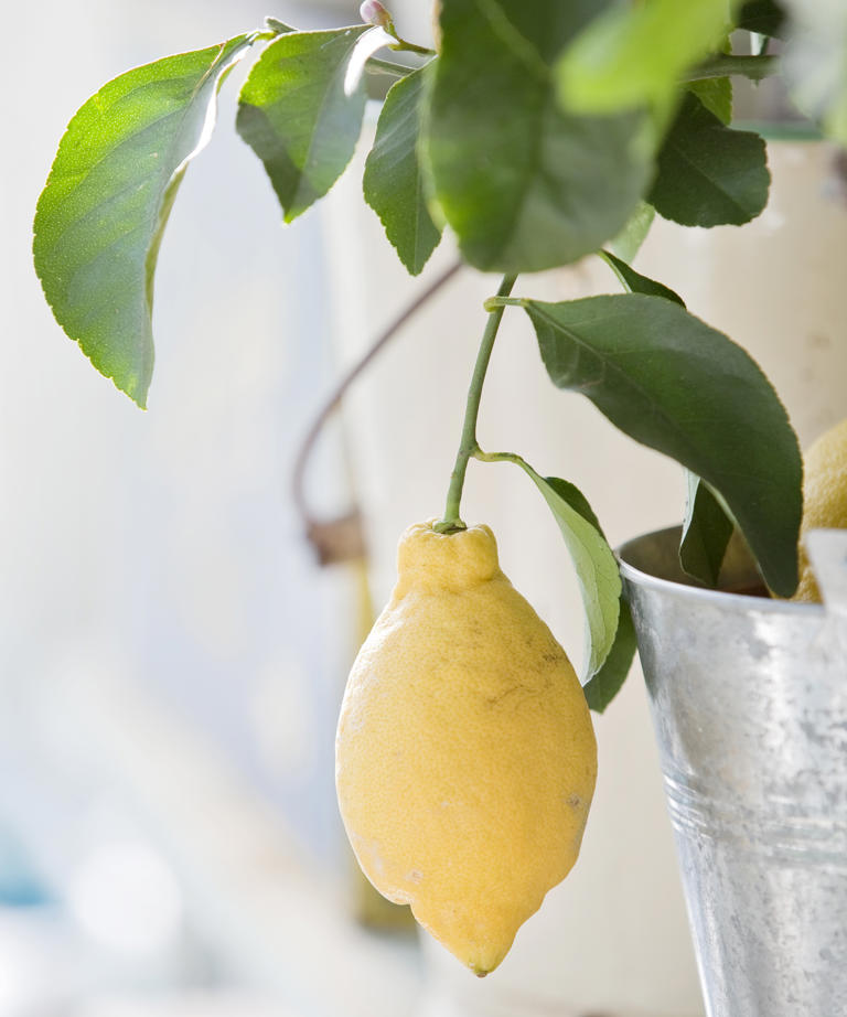 What your lemon tree needs in April for it to thrive and produce large ...