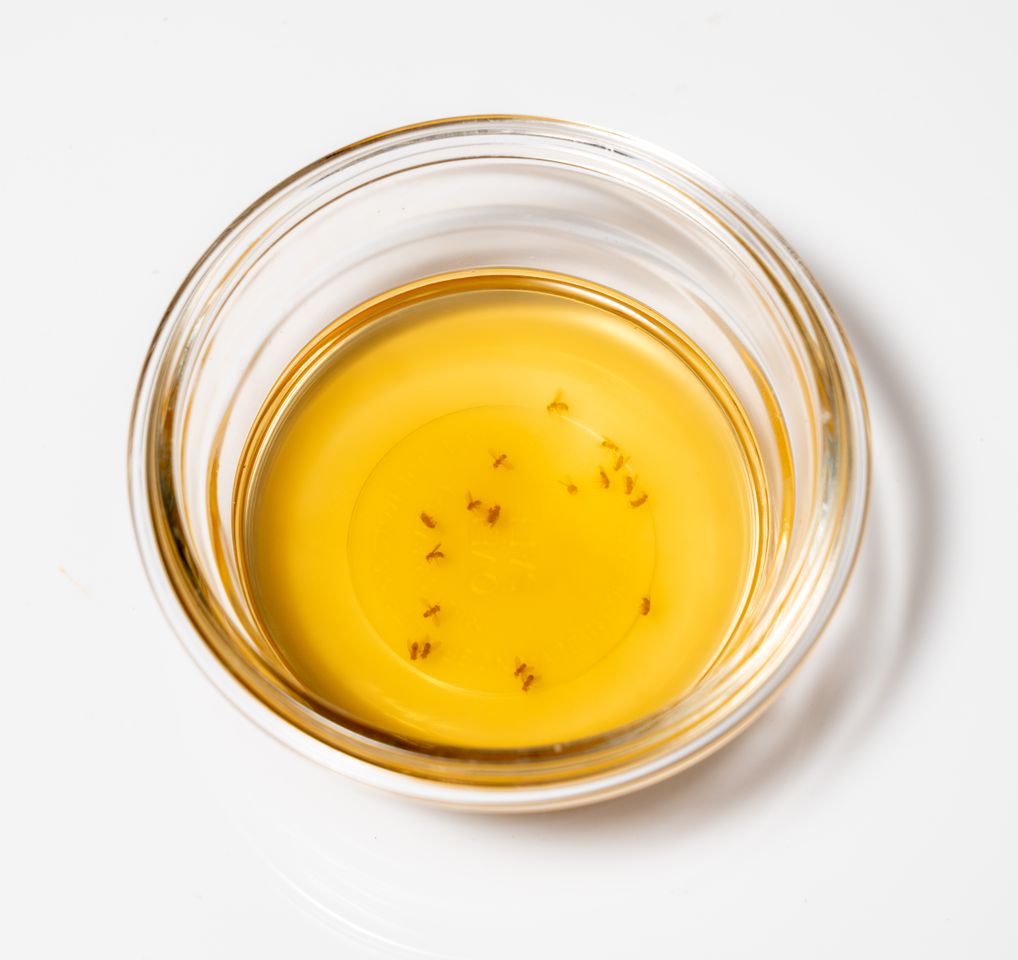 DIY fruit fly and gnat trap using apple cider vinegar.