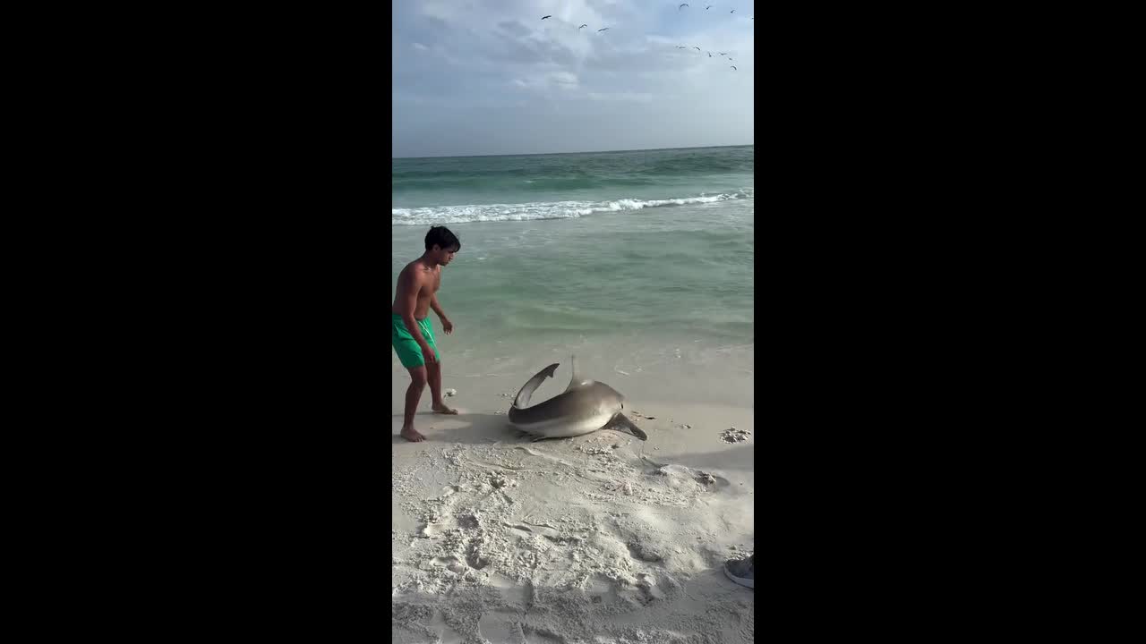 Florida anglers rush to save large shark washed ashore in viral 10m ...