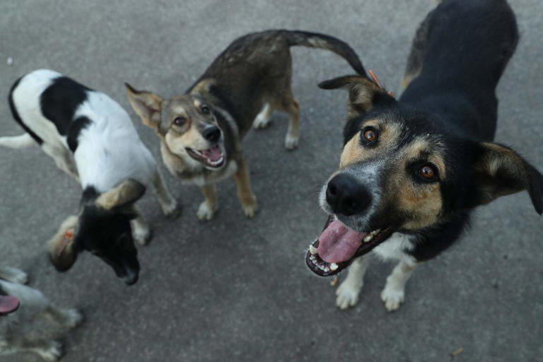 From dogs to whales, scientists are using AI to decode animal ...