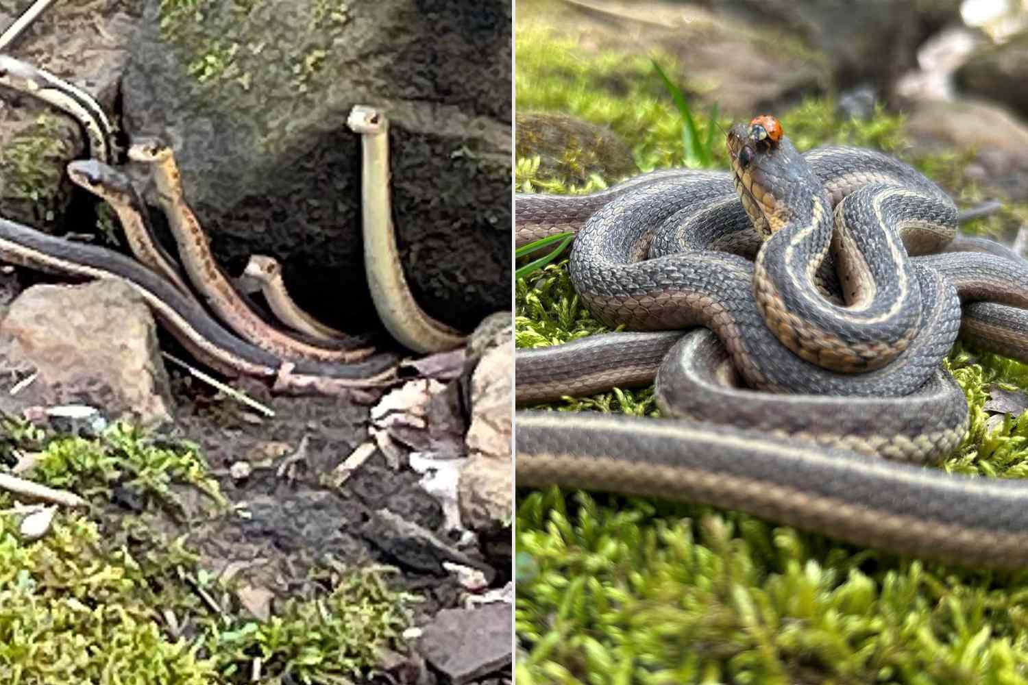 'Lucky' park worker witnesses large group of snakes emerge from ...