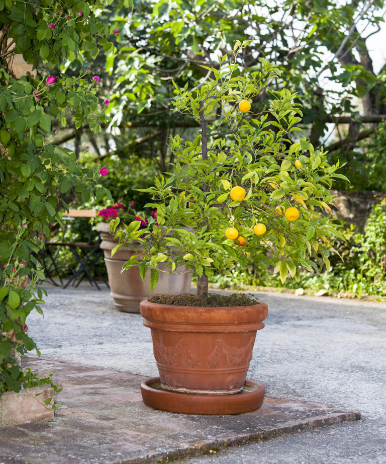 What your lemon tree needs in April for it to thrive and produce large ...