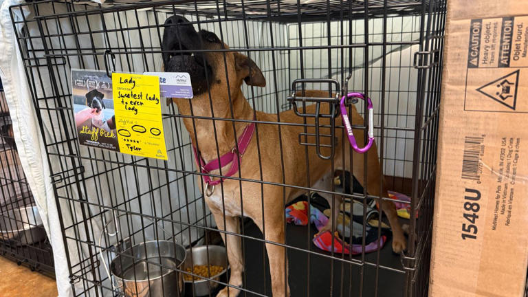 70+ dogs need homes, fosters as Austin Animal Services grapples with ...