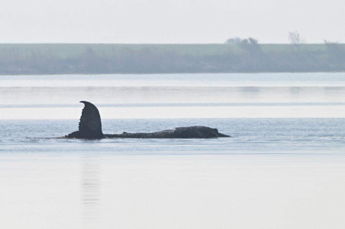 Donors fund dramatic plan to save 'Timmy' the whale trapped in Germany ...