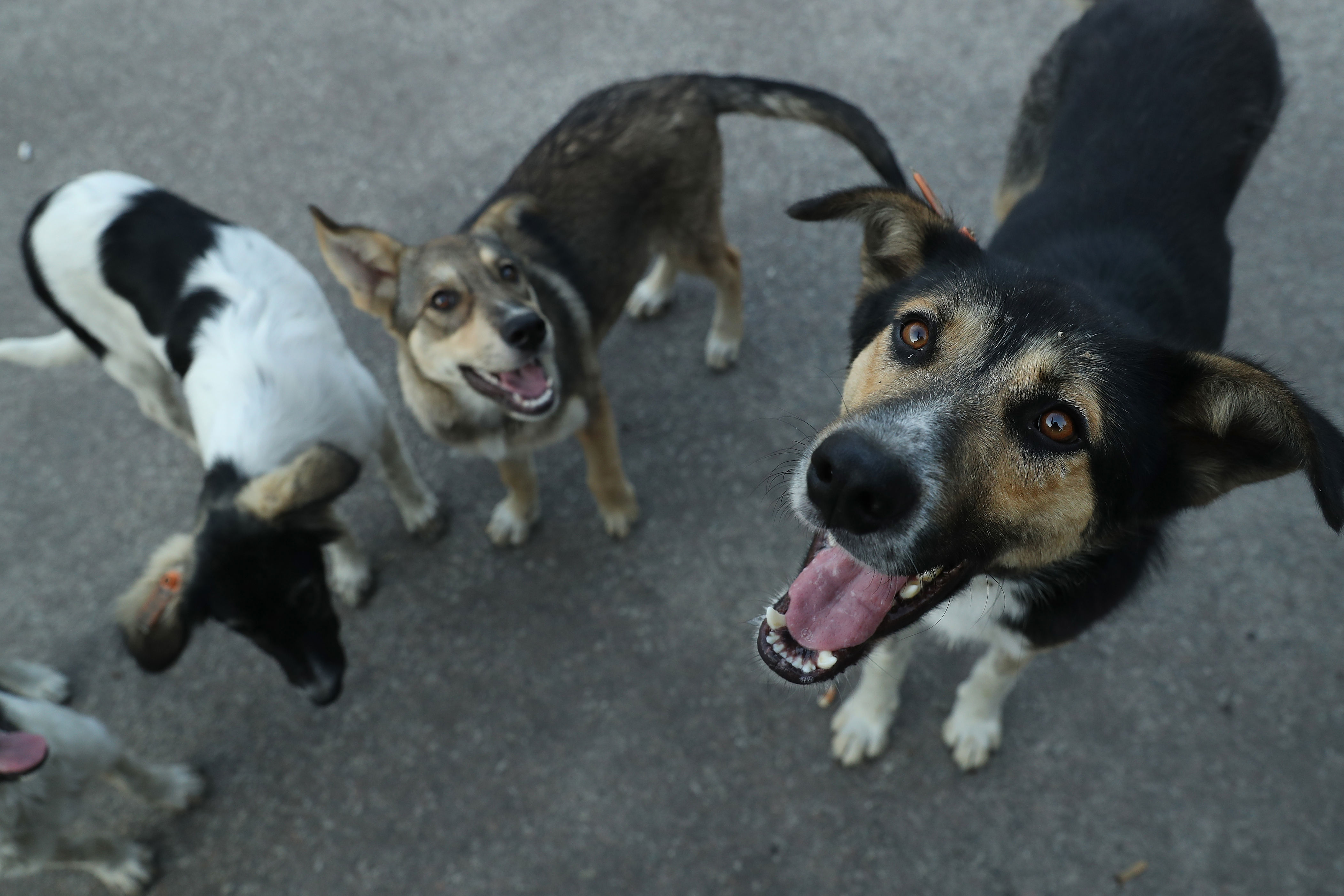 Could we one day talk to animals? New research on AI and animal ...