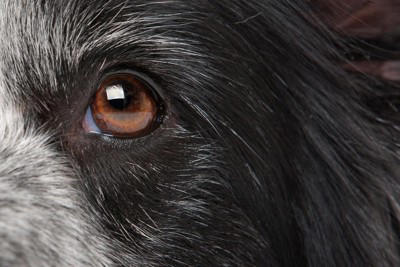 犬が失明する『5つの病気』目が見えなくなってしまう要因や治療法まで