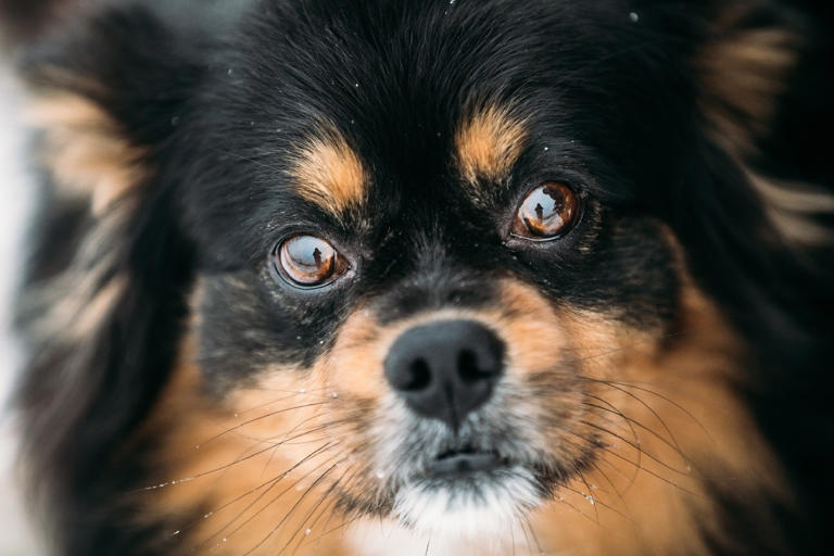 Woher kommt der Hundeblick?