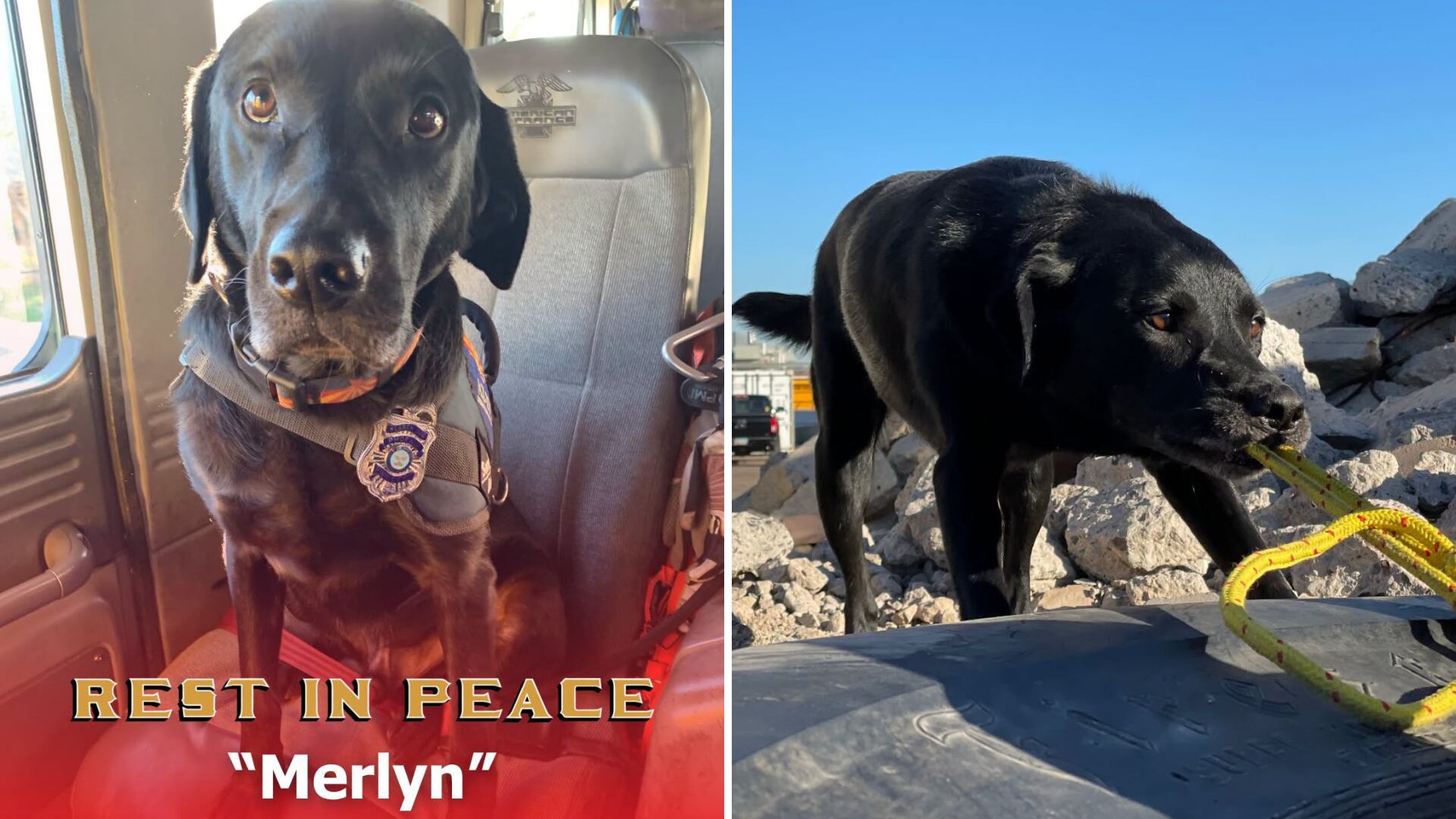 Phoenix fire remember fallen search and rescue K-9 Merlyn