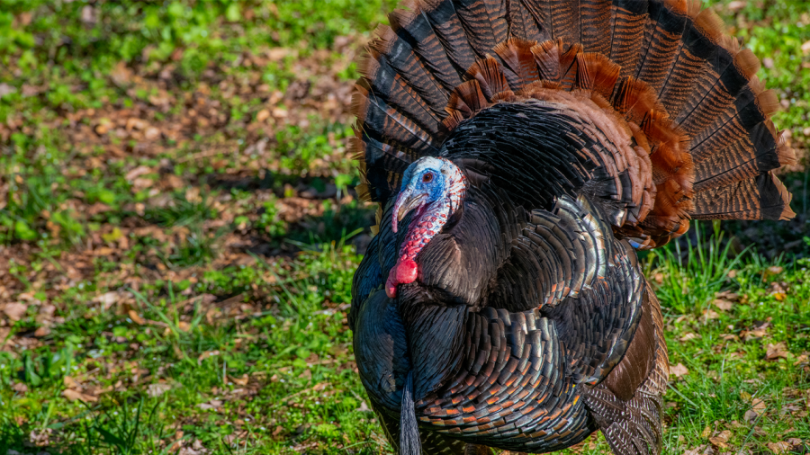 Fall turkey hunting season could be brought back in Kansas