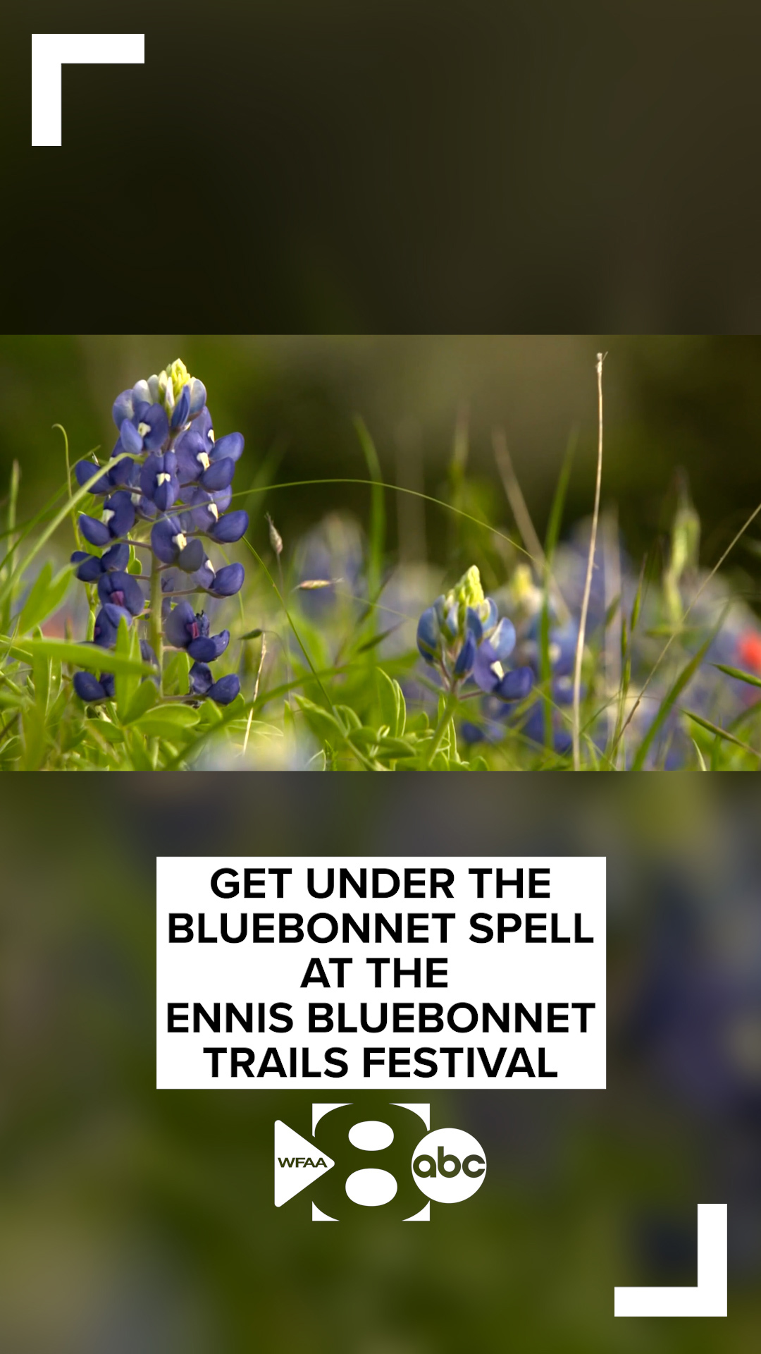 Get under the bluebonnet spell at the Ennis Bluebonnet Trails Festival