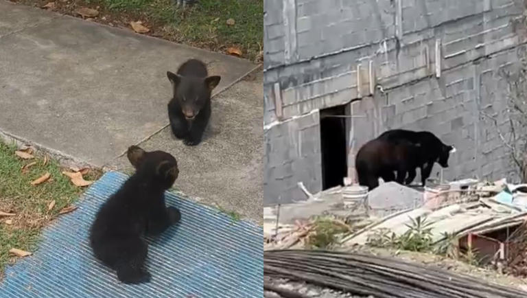 Captan a dos familias de osos merodeando al sur de Monterrey; oseznos ...