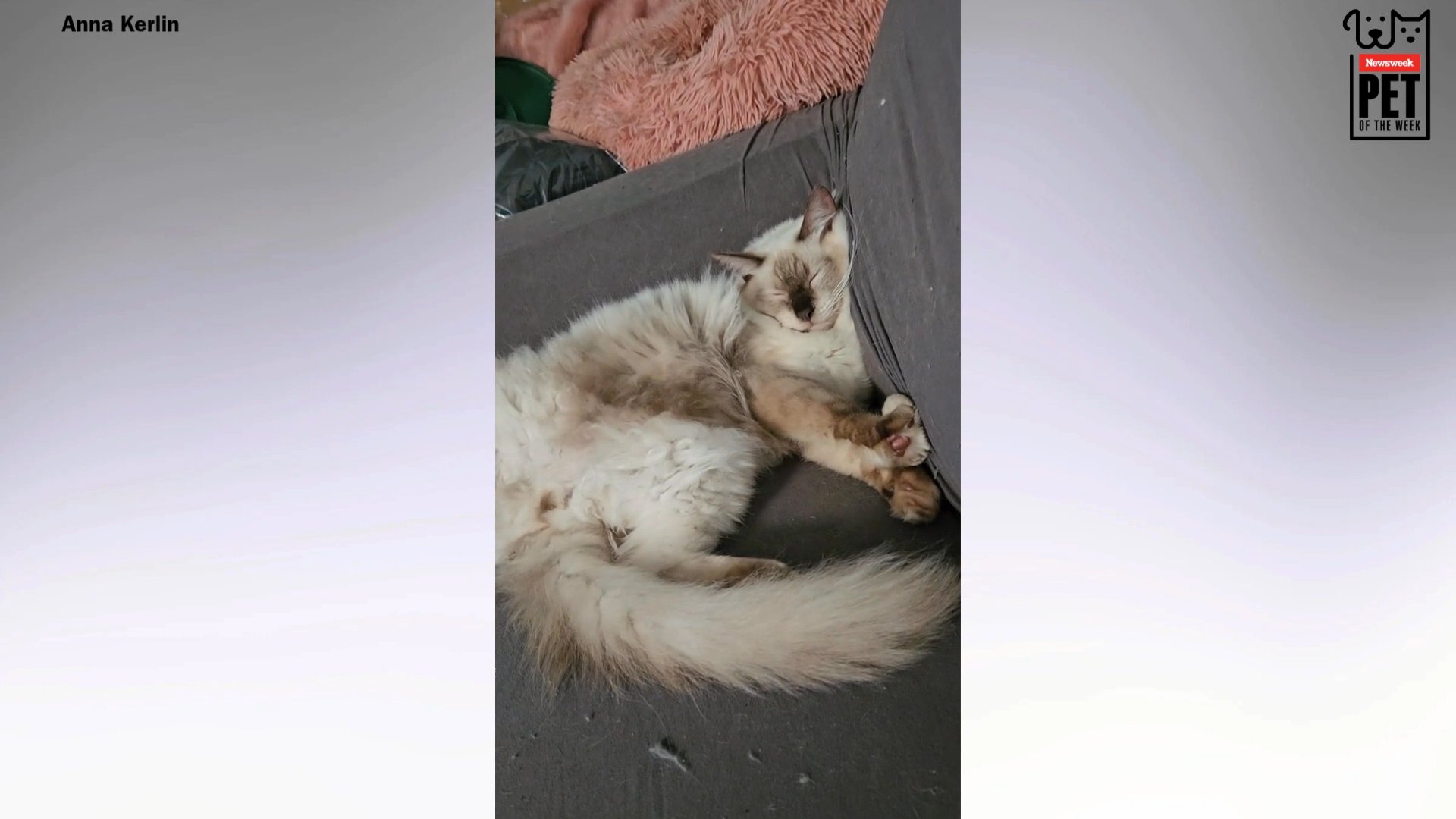 Ragdoll sleeping in 'weird' positions
