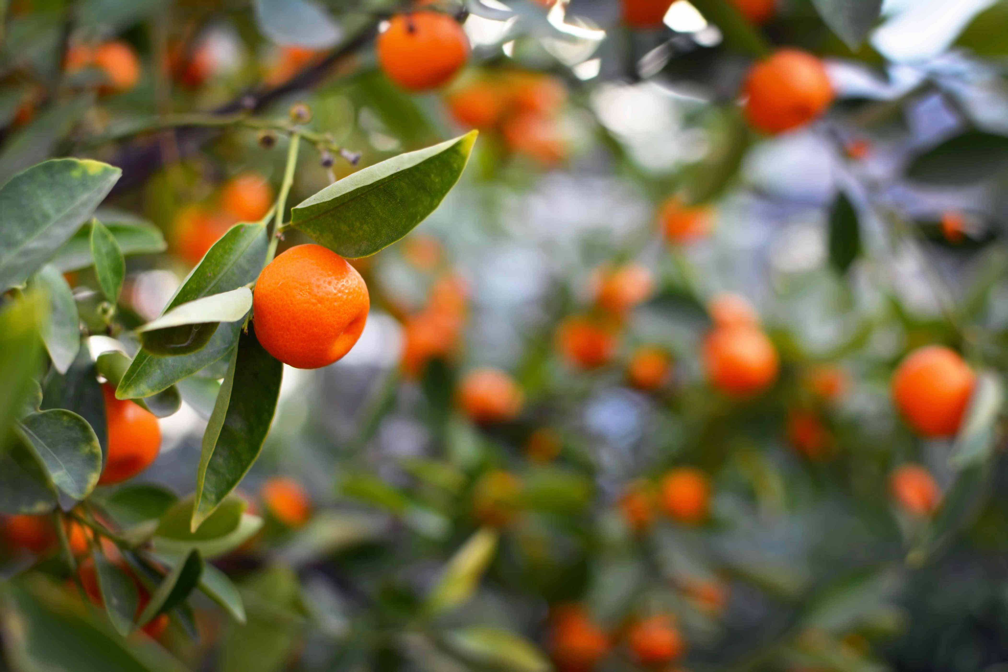 How to prune an orange tree for more fruit and better health