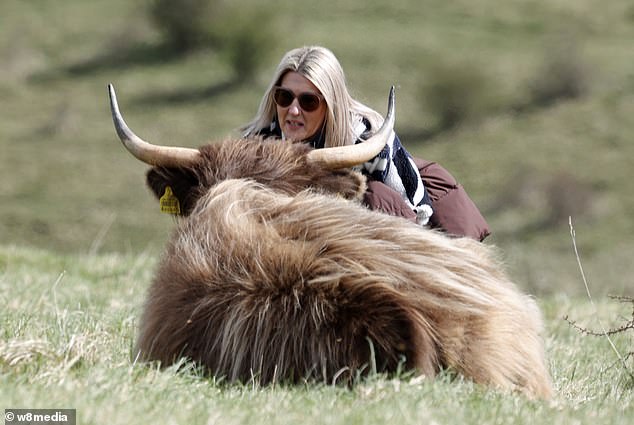 Farmer vows to crossbreed Highland cows to make them 'less ...