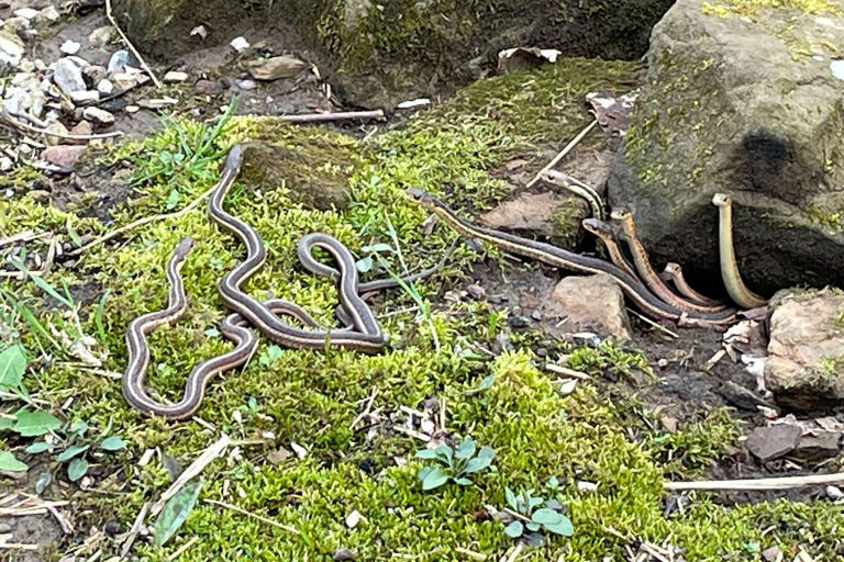 'Lucky' park worker witnesses large group of snakes emerge from ...