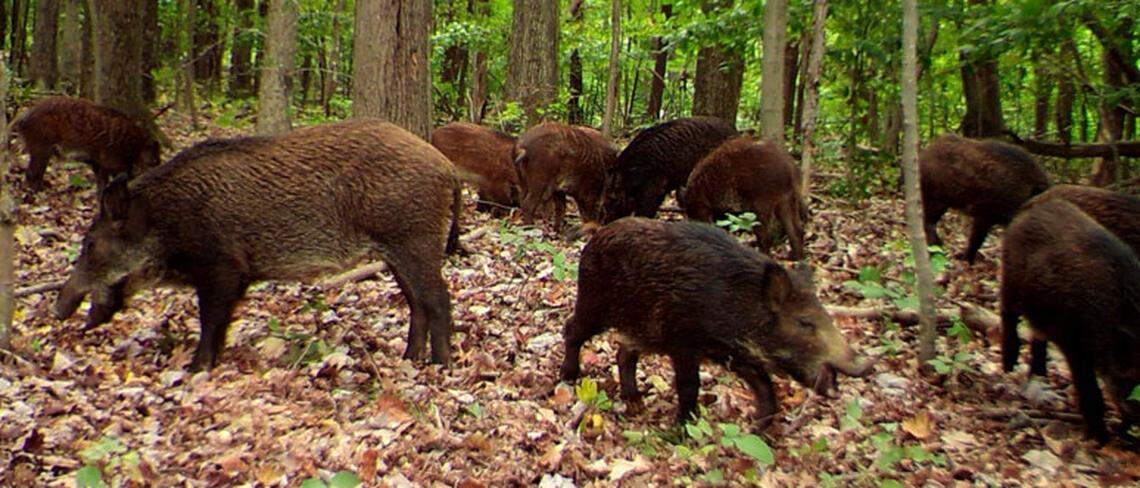 Wild hogs stopped traffic on a North Texas highway. Here's why they're ...