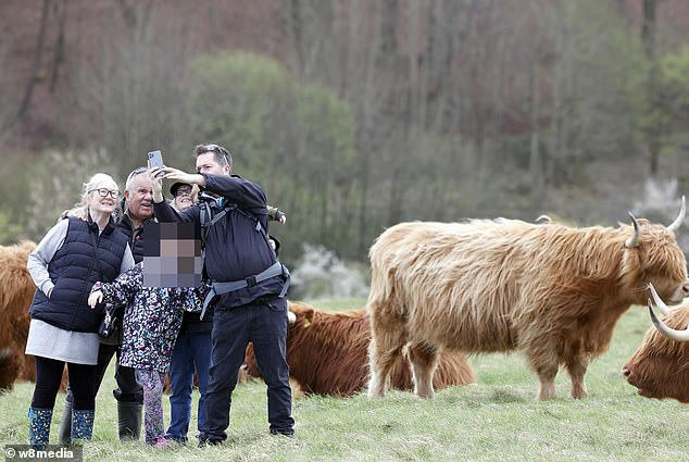 Farmer vows to crossbreed Highland cows to make them 'less photogenic' in  bid to stop influencers