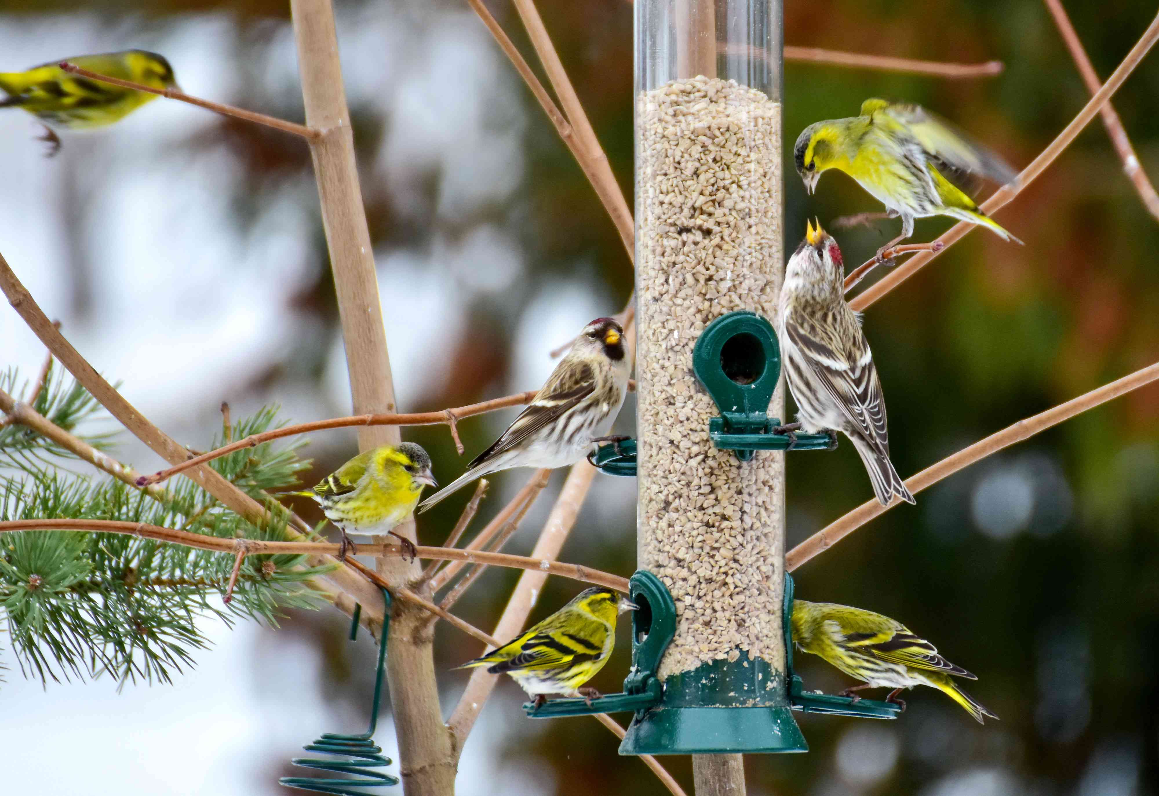 Why birds aren’t coming to your feeder—and how to fix it